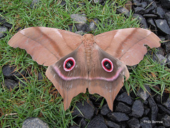 Pseudimbrasia deyrollei