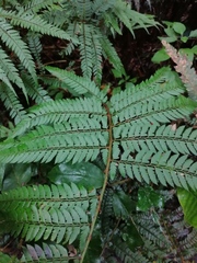 Polystichum pungens
