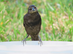 Molothrus bonariensis