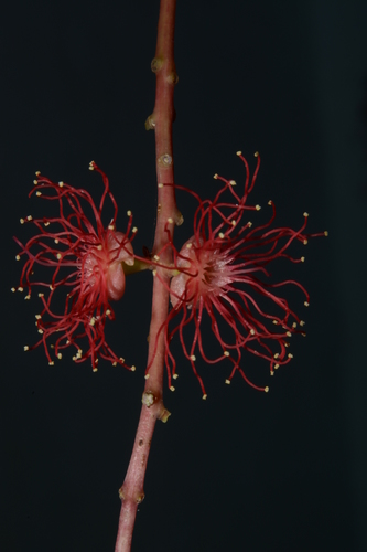 Image of Barringtonia acutangula by no rights reserved
