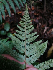 Dryopteris lewalleana