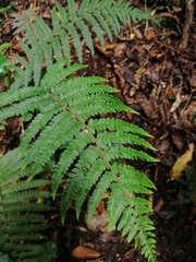 Dryopteris lewalleana