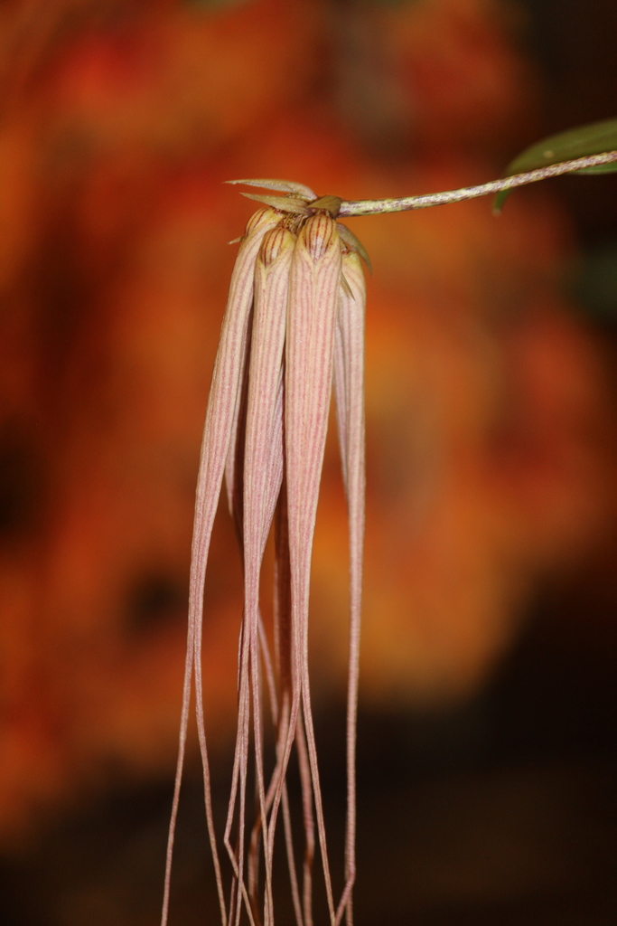 Bulbophyllum longissimum