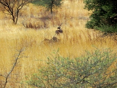 Antilope cervicapra