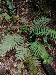 Dryopteris lewalleana