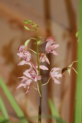 Cymbidium insigne