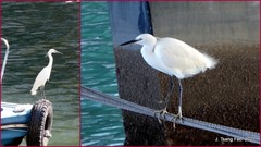 Egretta garzetta