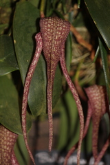 Bulbophyllum longisepalum