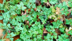 Geranium robertianum
