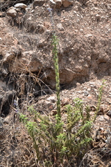 Salvia caeruleobracteata
