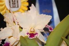 Cattleya labiata