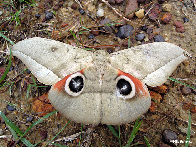 Lobobunaea goodii