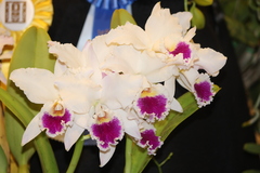 Cattleya labiata