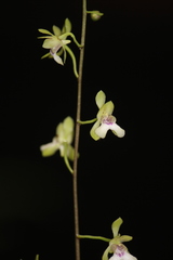 Eulophia petiolata
