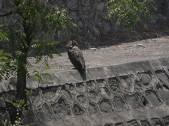 Bubo bengalensis