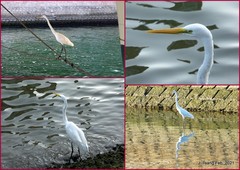 Ardea alba