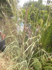 Andropogon gayanus