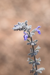 Salvia caeruleobracteata