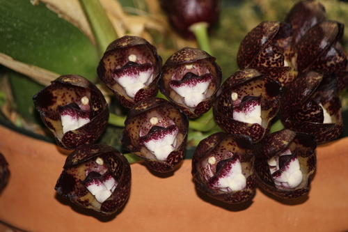 Peristeria lindenii