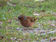 Fringilla coelebs