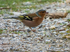 Fringilla coelebs