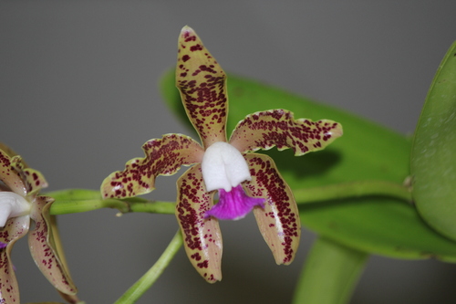 Schofield's Cattleya