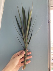 Dracaena reflexa angustifolia