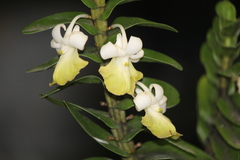 Dendrobium uniflorum