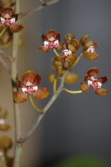 Trichocentrum microchilum