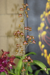 Trichocentrum microchilum