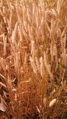 Cenchrus pedicellatus