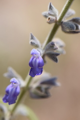 Salvia caeruleobracteata