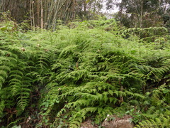 Dennstaedtia scandens