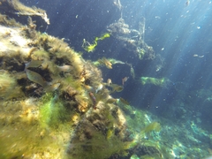 Poecilia orri