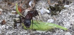 Camponotus ligniperda