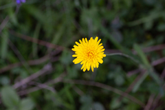 Crepis capillaris