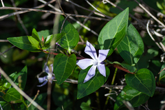 Vinca difformis