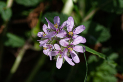 Erodium moschatum