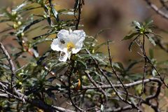 Cistus ladanifer