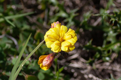 Oxalis pes-caprae pleniflora