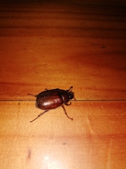 Asthenopholis subfasciata