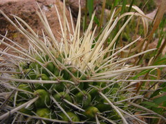 Mammillaria compressa compressa