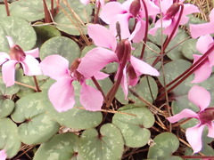 Cyclamen alpinum