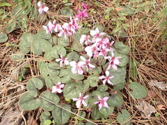 Cyclamen alpinum