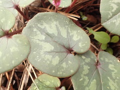 Cyclamen alpinum