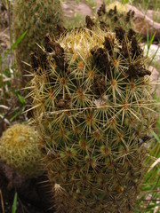 Coryphantha erecta
