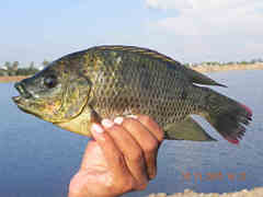 Oreochromis mossambicus