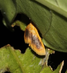 Mabra eryxalis