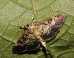 Uresiphita quinquigera