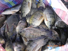 Oreochromis mossambicus